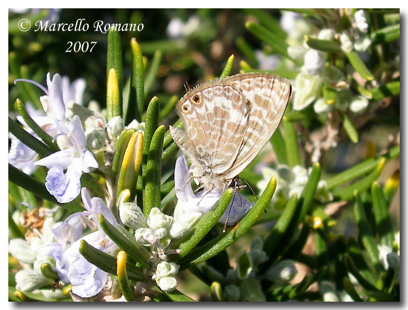 Leptotes pirithous, schiusura precoce (Lepid., Lycaenidae)